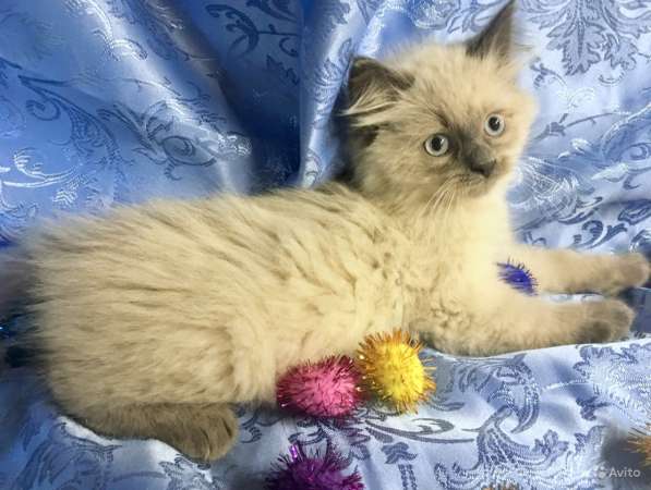 Невский маскарадный пушистик в Санкт-Петербурге фото 7