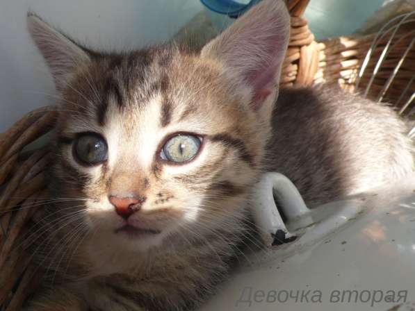 Котята Севастополь. Прекрасная девочка в добрые руки! в Севастополе фото 26