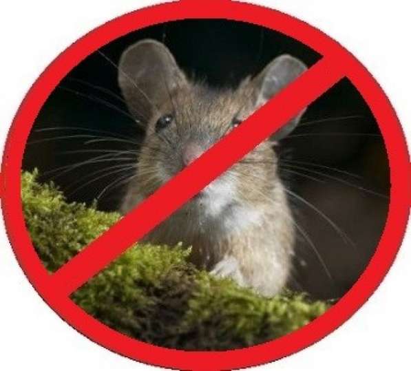 Уничтожаем мышей и крыс