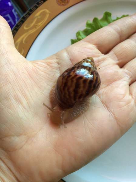 Улитки Ахатины в Москве фото 5