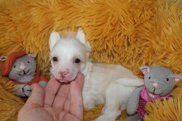 Пуховая мини-девочка кхс в Москве фото 7