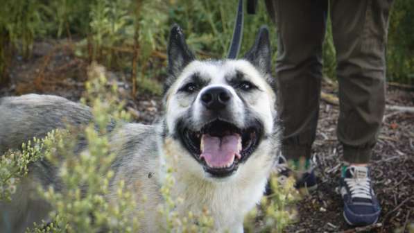 Суперактивная Халва в Москве фото 53