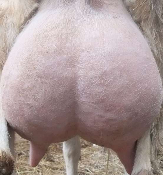 Чистопородные зааненские козлики в Голицыне фото 18