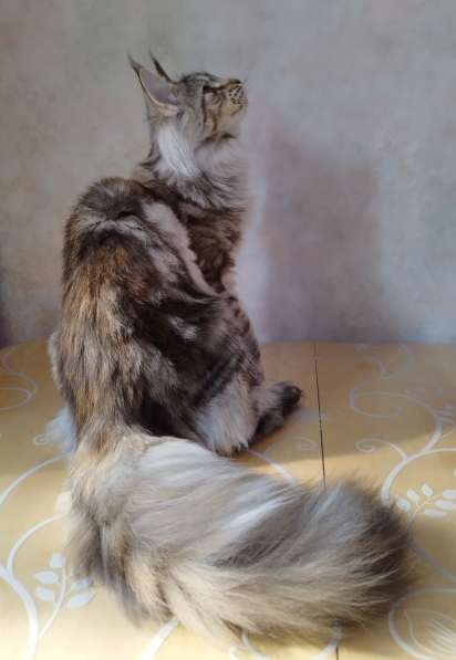 Элитные котята Мейн-кун из питомника Remagic Helga в Барнауле фото 4