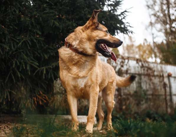 Хороший рыжий пес, лучший друг человека в Санкт-Петербурге фото 24