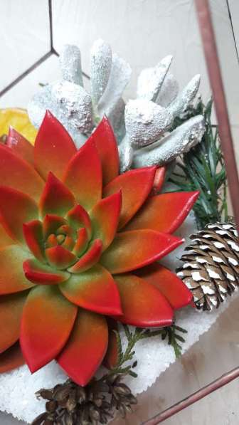 Флорариум с живыми растениями в Зеленограде фото 3