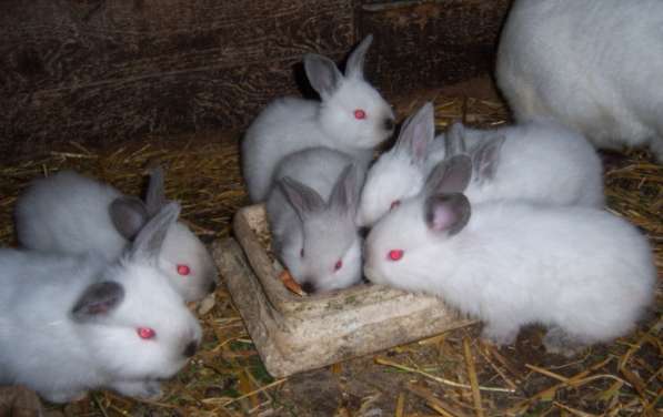 Кролики Калифорнийской породы в фото 4