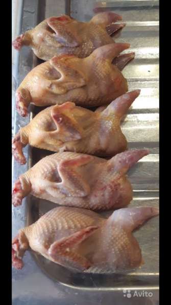 Перепела в Сочи фото 4