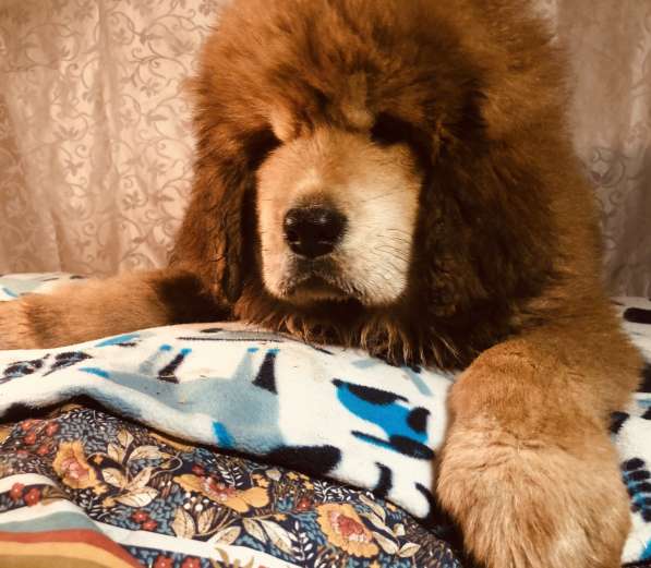 Тибетский мастиф щенки в Твери фото 17