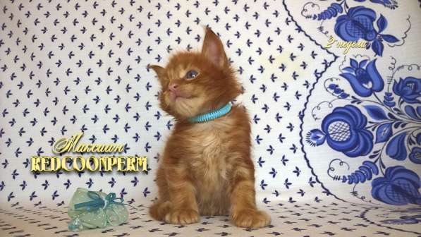 Котёнок мейн кун - уникального красного окраса. Шоу класс в Красноярске