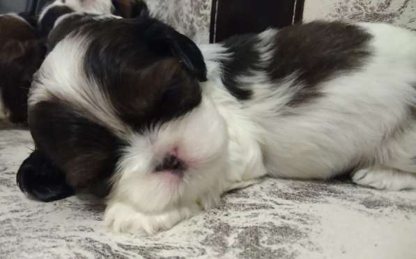 Кавалер Кинг Чарльз Спаниель и Ши-тцу в Москве