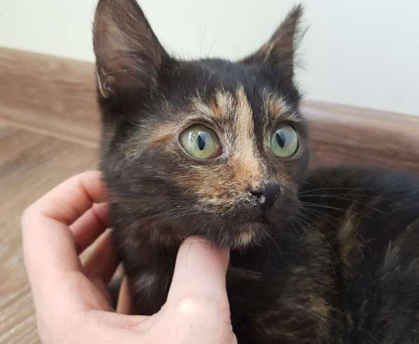 Котенок Лучик, девчушка-очаровашка. В добрые руки