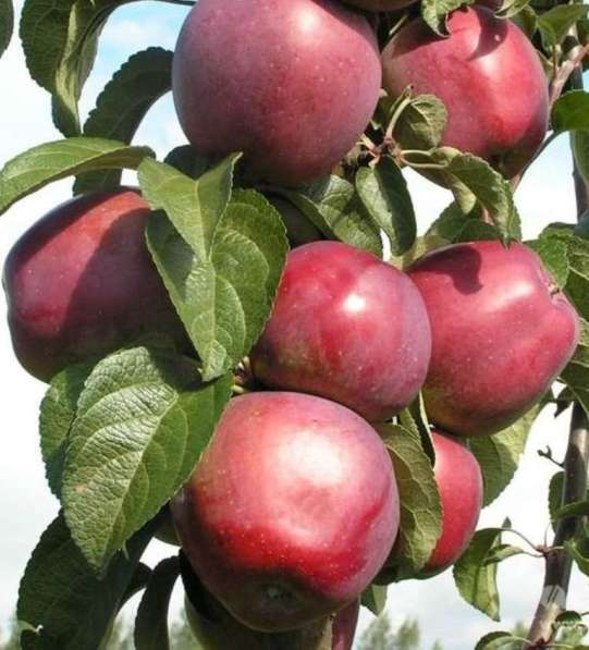 Районированные саженцы яблонь и красной смородины