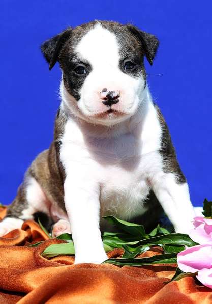 Щенки американского стаффордширского терьера в Самаре фото 24