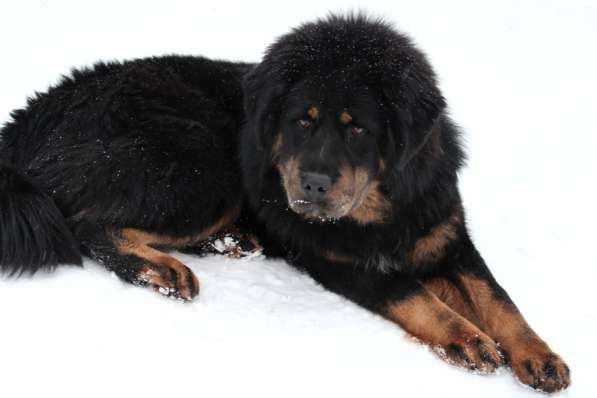 Тибетский мастиф - лучший страж на территории в Москве фото 156