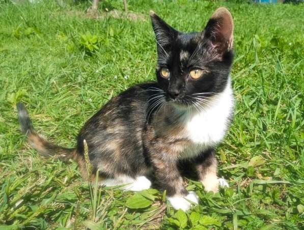 Котёнок - охотница в Санкт-Петербурге фото 4