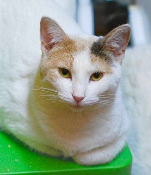 Потрясающая кругленькая кошка Мзиури в дар