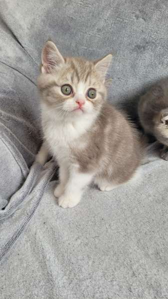 Котята шотландские Scottish Fold/Straight в фото 3