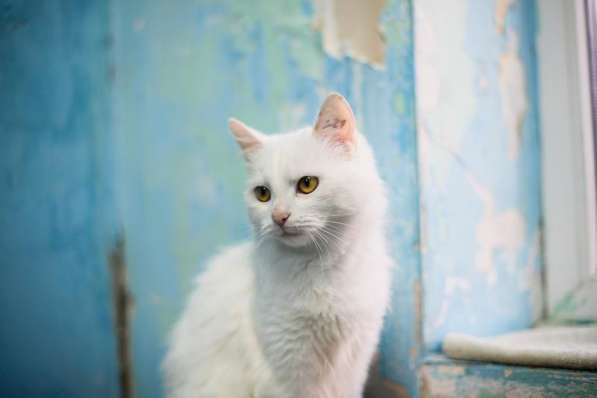 Милая и ласковая Бэлла ищет дом в Москве