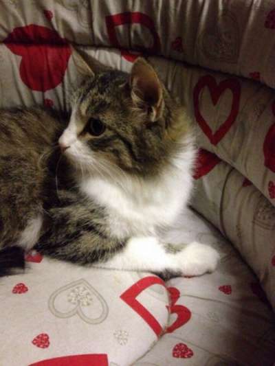 Отдам даром Обладательница пушистой шубки Люси в Санкт-Петербурге фото 3