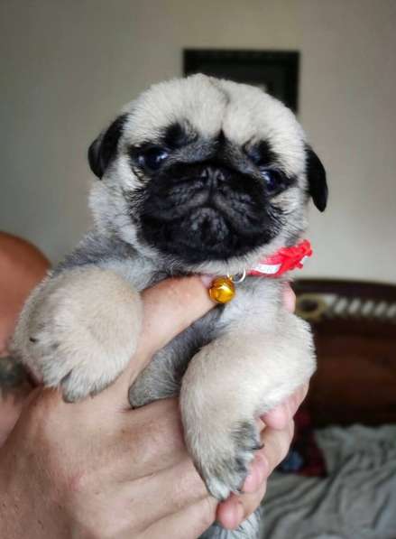 Щенки мопса чистокровные красавцы в Москве