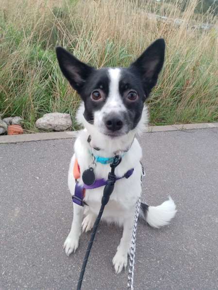 Маленькая домашняя собачка ищет дом в Санкт-Петербурге фото 3