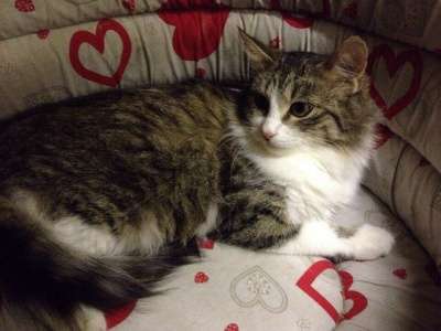 Отдам даром Обладательница пушистой шубки Люси в Санкт-Петербурге фото 4