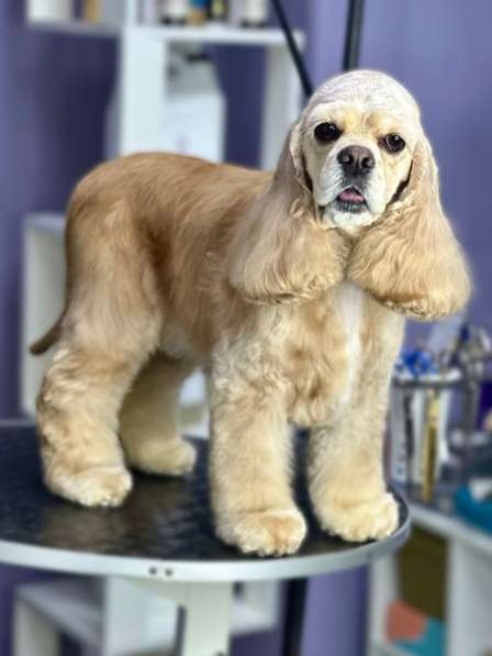 Груминг, стрижка собак в Коркино