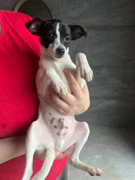 Щенок той-фокстерьера Дольче в дар в Москве