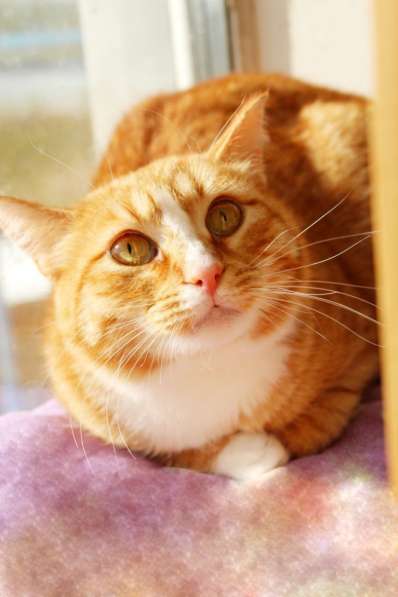 Солнечная кошечка Шани ищет дом в Москве фото 7