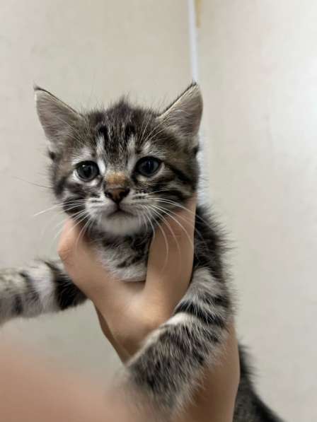 Котят в добрые руки, бесплатно в Ростове-на-Дону фото 10