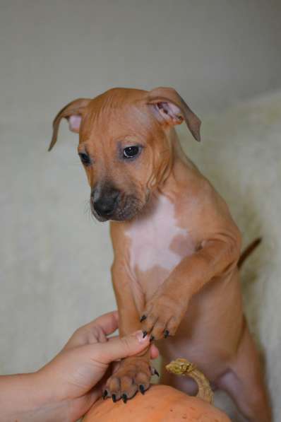 Щенки американского питбультерьера