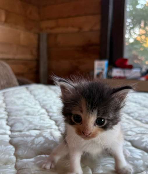 Продам милых девочек в Поронайске фото 3