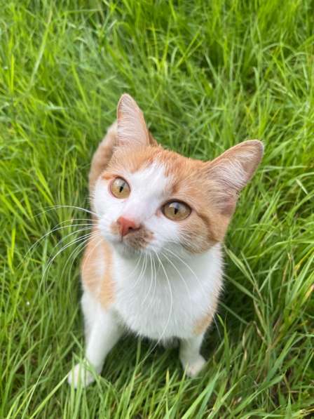 Кошка Юна