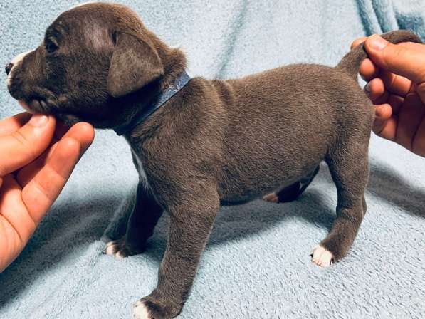 Кобели амстафф тяжёлый тип в Москве