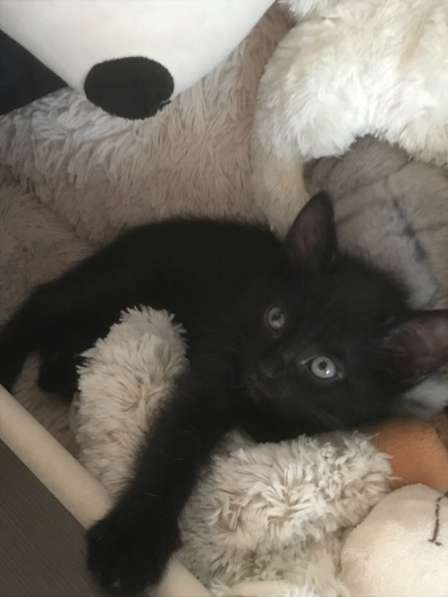 Котята в добрые руки в Саратове