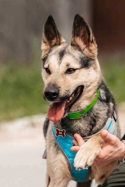 Собака-компаньон для города Джефри в дар в Москве фото 3