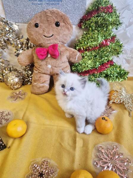 Милейшая Девочка Рэгдолл в Москве фото 7