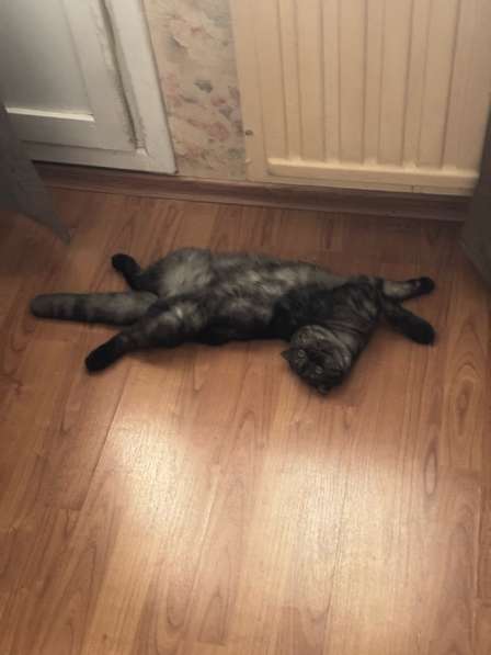 Шатландская вислоухая кошка в Санкт-Петербурге фото 3