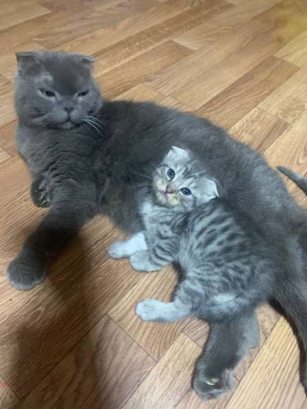 Котенок Шотландский вислоухий