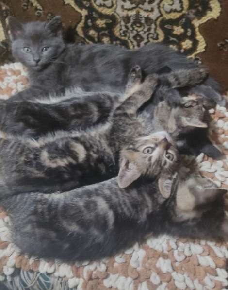 Котенок в добрые руки в фото 3