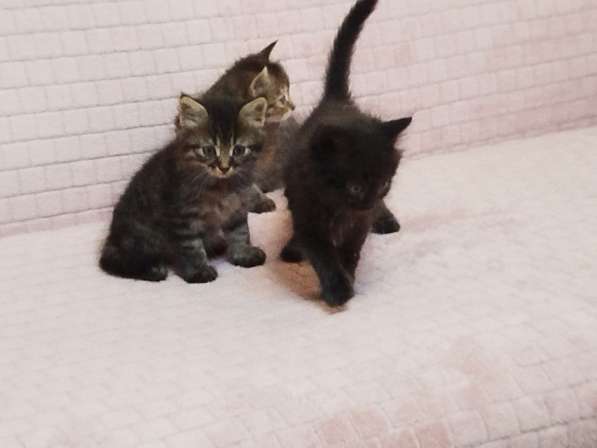 Котята в добрые руки в фото 16