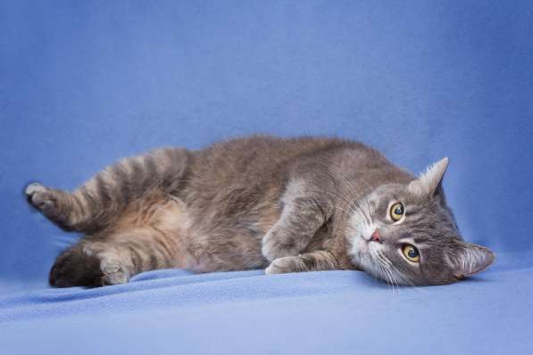 Британская кошка Беня в добрые руки в Москве фото 4