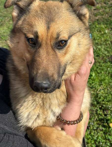 Щенок подросток Тёма ищет дом и семью в Москве