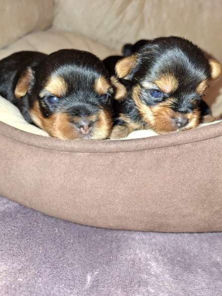 Чистокровные щенки Йоркширского Терьера в фото 6