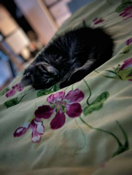 Котят в добрые руки, бесплатно в Ростове-на-Дону фото 11