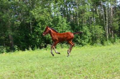 Лошадь (кобылка) отъем в Красноярске фото 4