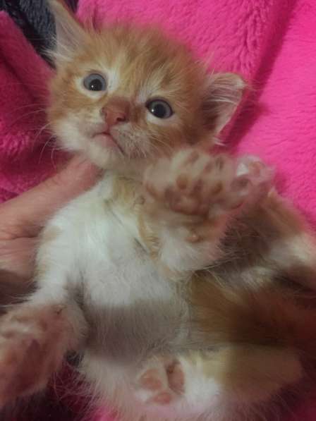 Котёнок Каспий