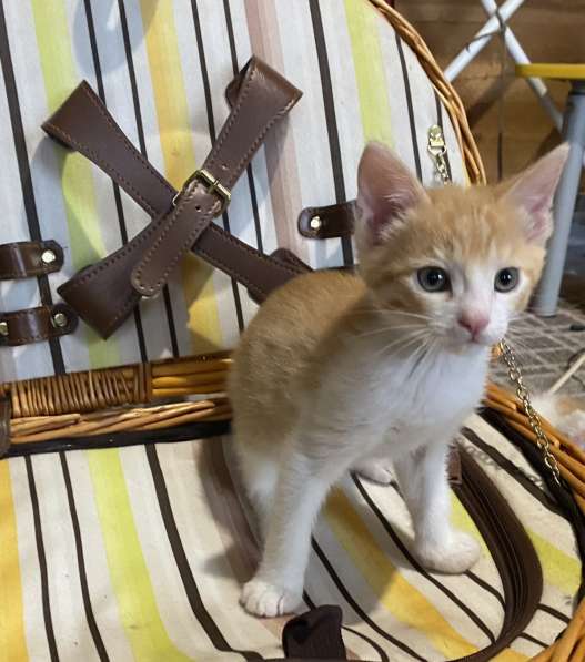 Отдам котенка в добрые, заботливые руки в Москве фото 6