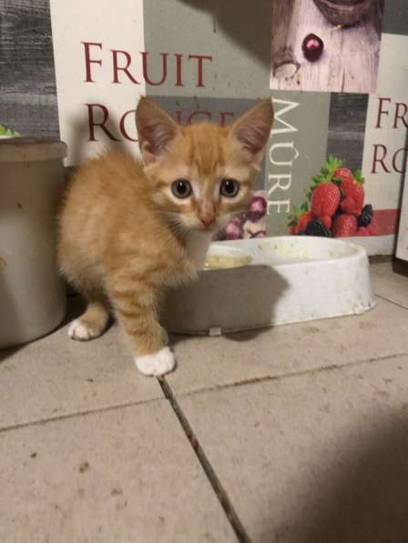 Отдадим котят в добрые руки в Бийске фото 7